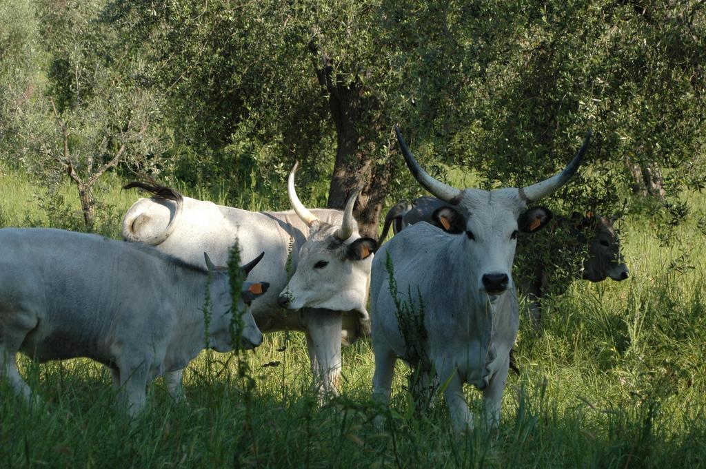 Agriturismo Bio Le Macchie Alte Manciano Buitenkant foto